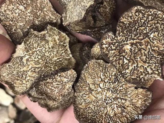 农村常见的食用菌，农村俗称猪拱菌
