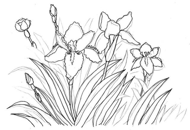 钢笔画入门基本步骤，钢笔画入门步骤详解