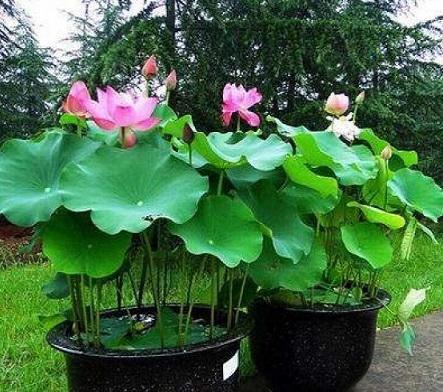 睡莲养室内能开花吗，睡莲也能养家里