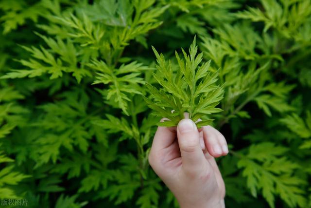 端午节大门口挂艾草有哪些讲究，牢记“3放2不放”传统规矩不能忘
