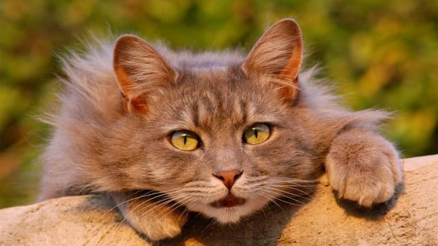 猫咪换牙后要注意什么，猫咪多大开始换牙