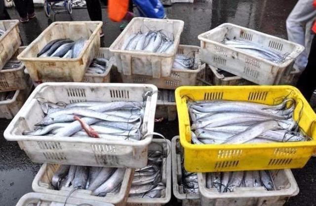 怎样选择购买带鱼，买带鱼有诀窍牢记