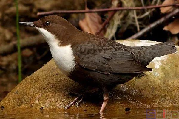 美国国鸟的品种，欧洲各国国鸟大全