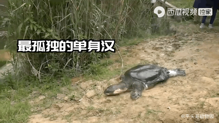 吸血的动物有哪些，最凶狠的十种吸血动物