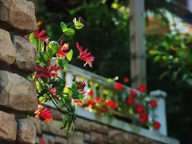 花很香又漂亮的藤蔓植物，12种开花藤蔓植物