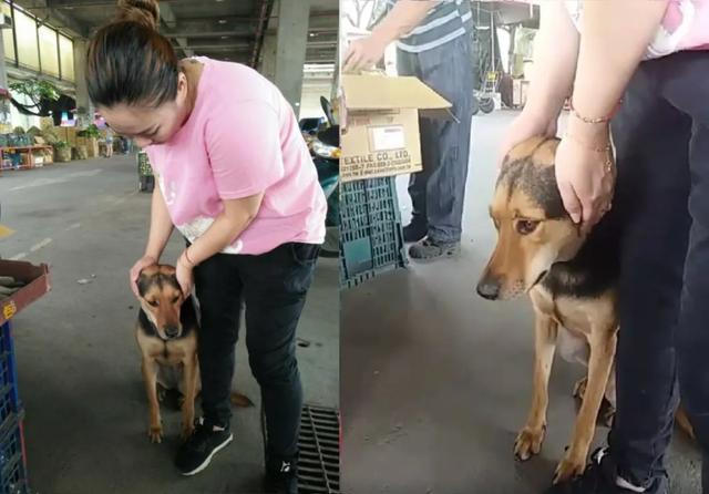 狗狗最害怕哪些东西，狗狗最害怕的7件事