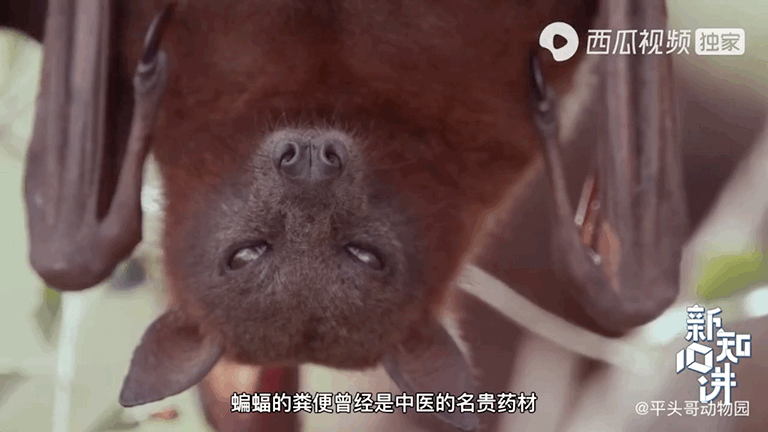 吸血的动物有哪些，最凶狠的十种吸血动物