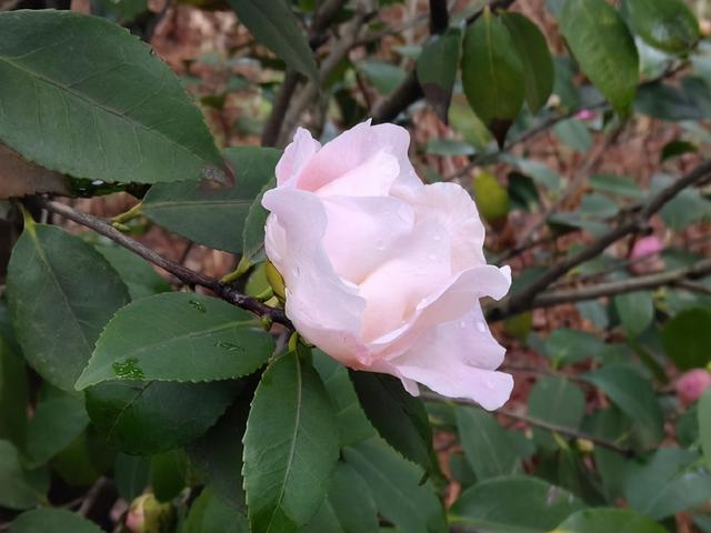 纯白色山茶花，百花迎春山茶花