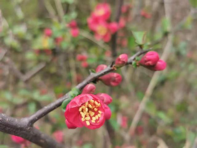 清明适合赏花的地方，纷纷春雨过后是最美人间四月天