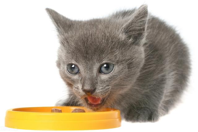 猫咪吐了没消化的猫粮，猫忽然吐没有消化的猫粮（有可能是这几种情况造成的）