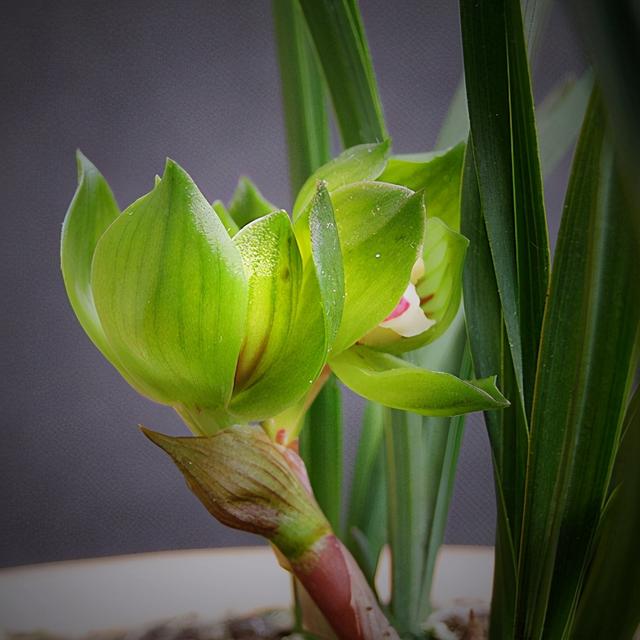 家庭适合养哪种兰花，一盆这样的兰花可以在北京换一套房子