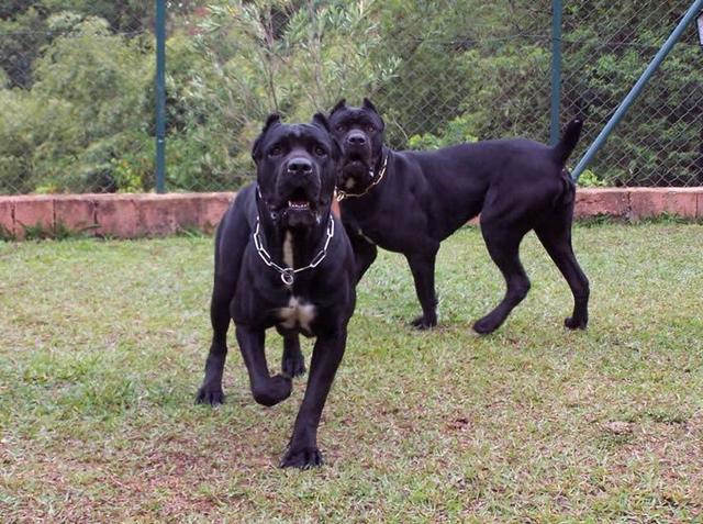 罗威纳在护卫犬中的排名，世界最著名的十种极品护卫犬