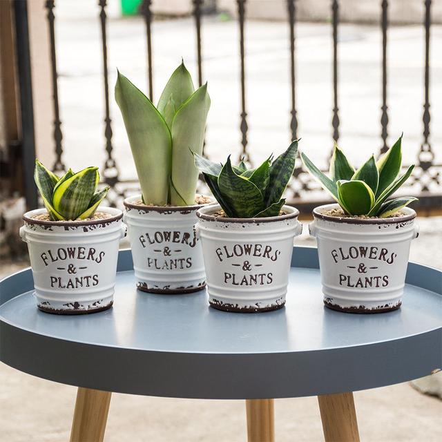 室内植物100种大盆栽，好养而又适合室内养殖的盆栽（园艺师给大家介绍10种适合室内养的花卉盆栽）