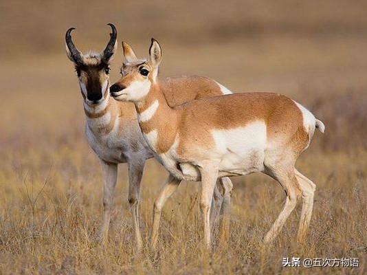 动物的角类型，浅谈哺乳动物的