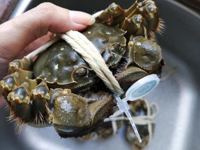 怎样挑选肉蟹质量好，老蟹农支招买蟹记住这5点