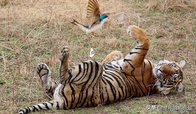老虎没有了牙齿还有攻击力吗，老虎贵为百兽之王