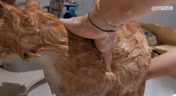 故宫最胆小御猫，我们只是惊呼是不够的