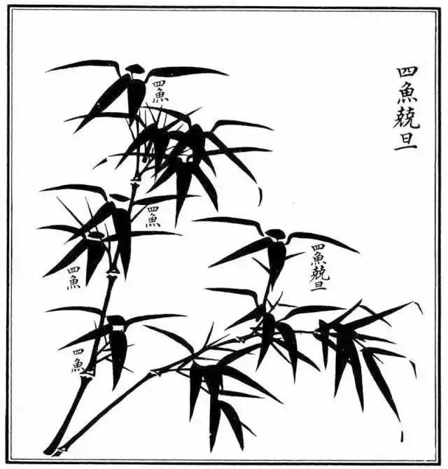 竹子漂亮简单画法，怎样画竹子最好看又简单