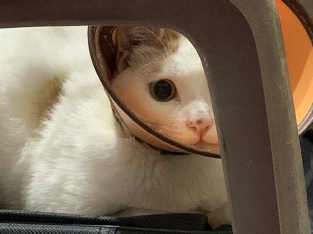 猫传腹怎么治疗，猫传腹怎么治疗好的（猫传腹症到底应该怎么治疗呢）