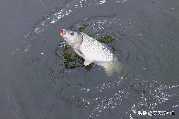 钓鲤鱼浮漂调漂技巧，浮漂应该这样调