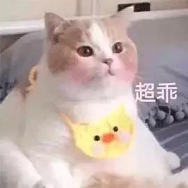 猫可以喝椰奶吗，椰子无糖酸奶猫能吃吗（你应该知道猫和牛奶的这些历史）