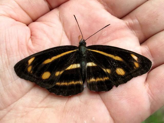 最常见的蝴蝶有哪几种，夏日赏蝶正当时