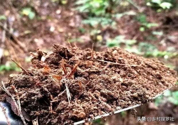 兰花用什么肥料最好，兰花最好施什么肥（3大元素不能少）