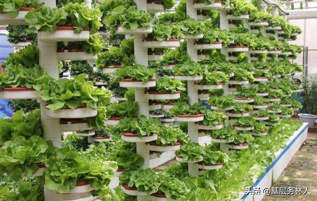 植树造林的意义，关于植树造林的意义及相关知识（植树节的意义）