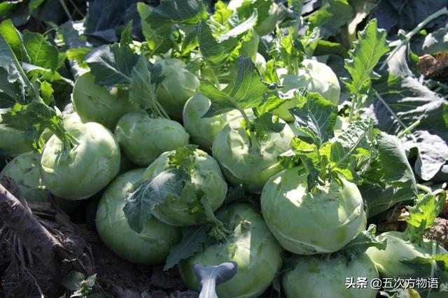 十字花科蔬菜有哪些，属于十字花科的蔬菜有哪些（十字花科菜，每天来一样）