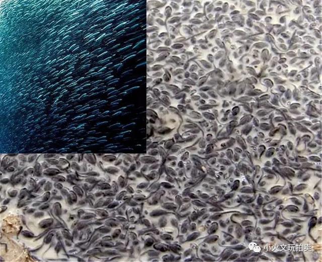 和田玉产地在哪，和田玉的正宗产地在哪里