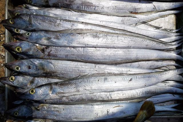 怎样选择购买带鱼，买带鱼有诀窍牢记