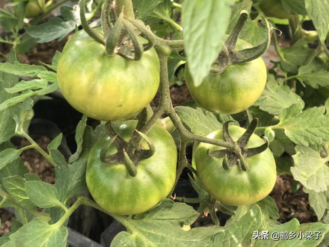 如何辨别正宗西红柿，教你几个挑西红柿的小技巧