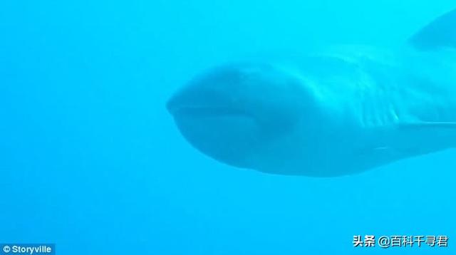 世上最大的淡水鲨，有史以来最大的十种鲨鱼