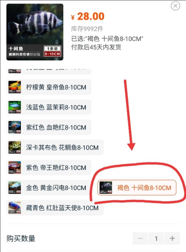 三湖慈鲷适合混养的鱼，几种常被误认为是三湖慈鲷的观赏鱼