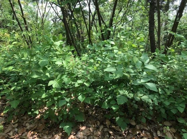 茅莓蛇莓该用哪一个填补你空虚的胃，蛇莓茅莓