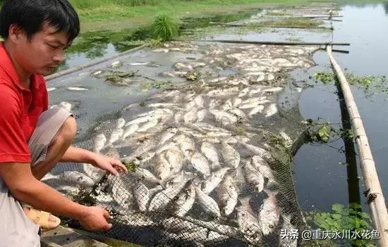 晚上死鱼的原因，阎王在招手”只是民间传说