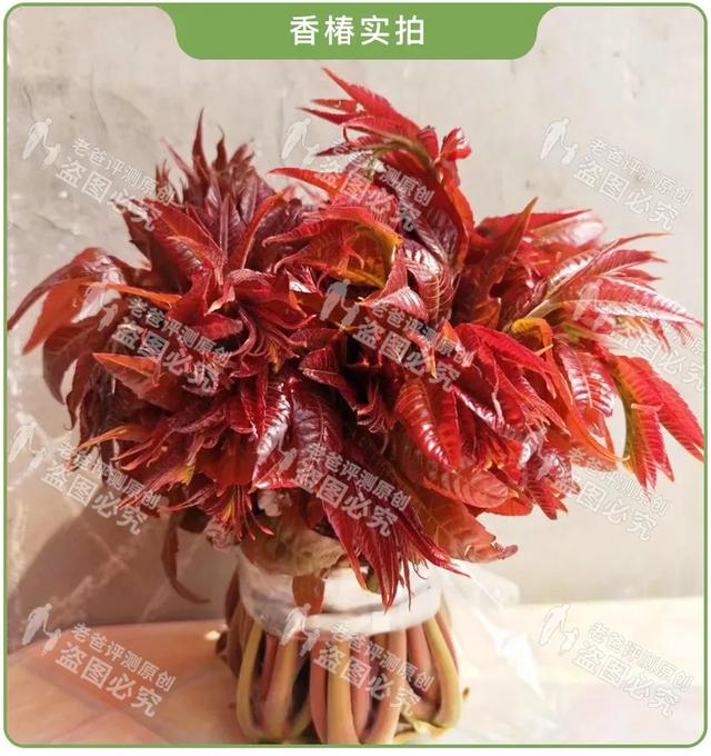 老人吃香椿炒鸡蛋进icu，老人吃香椿炒蛋中毒