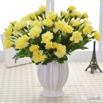 父亲节应该用什么花，推荐几款适合送给父亲的花