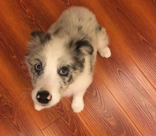 边牧犬的聪明程度介绍，边牧犬一生必定经过的阶段