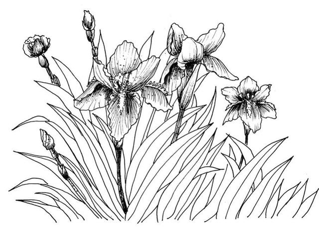 钢笔画入门基本步骤，钢笔画入门步骤详解