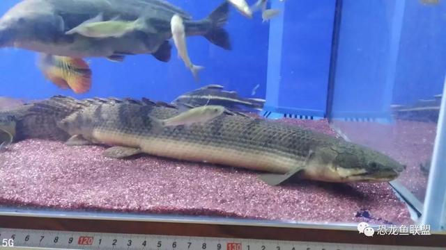 热带观赏鱼曼龙鱼，大型热带鱼刚果恐龙王鱼的寿命及饲养方式