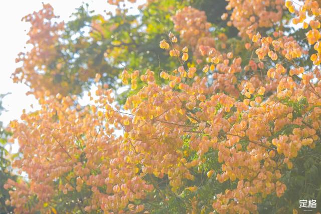 莲花山公园 网红打卡地，莲花山公园又红了