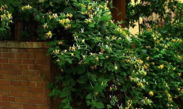 花很香又漂亮的藤蔓植物，12种开花藤蔓植物