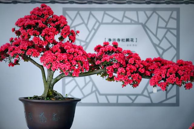 春季开花易养的花卉，14种冬天开花的花卉