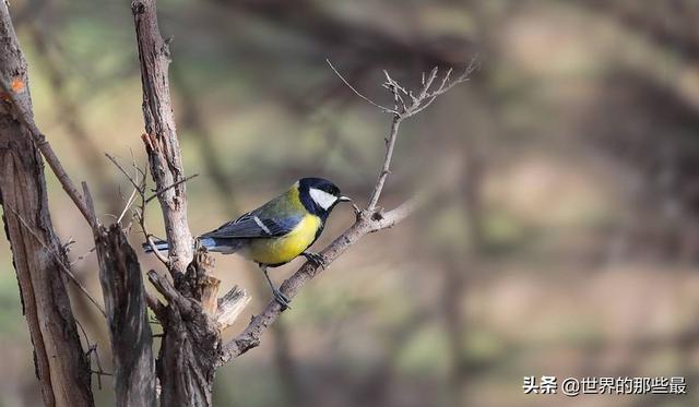 老虎没有了牙齿还有攻击力吗，老虎贵为百兽之王