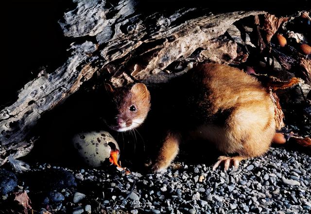 黄鼬真实长相复原图，因皮毛珍贵被人类捕杀