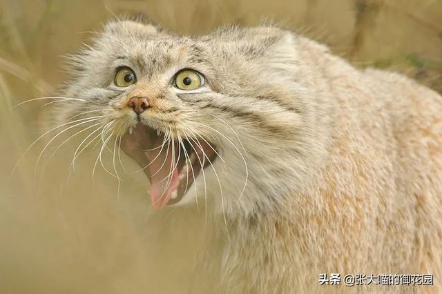 世界上十种凶猛猫咪品种排行榜，盘点十大最傻的猫咪品种