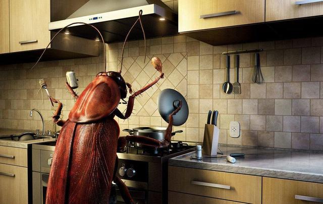 消灭蟑螂的100种方法，消灭蟑螂的5个实用小妙招