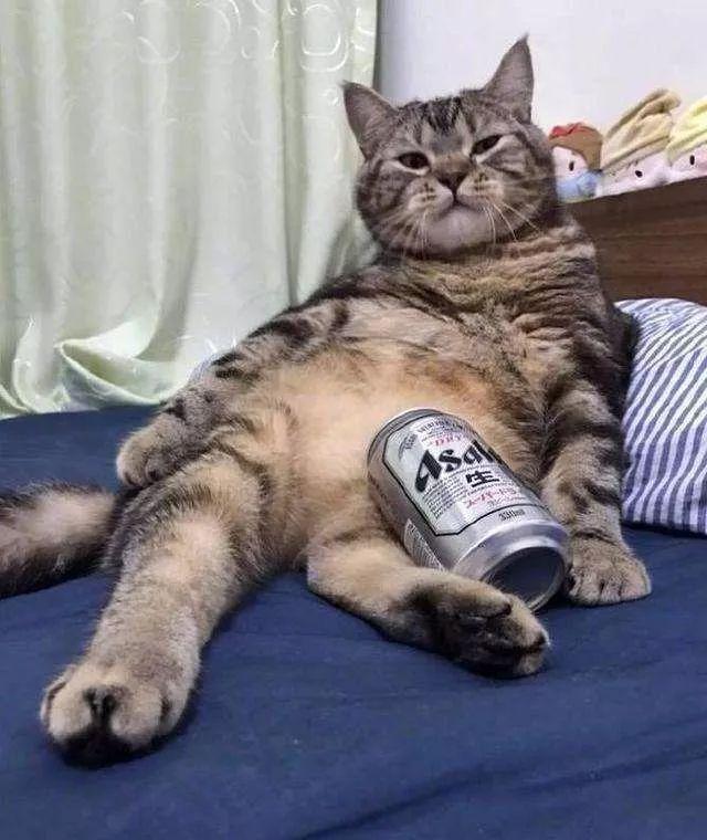 猫咪能吃海苔吗，养猫时什么食物不能吃（猫咪不能吃的10种常见食物大公开）