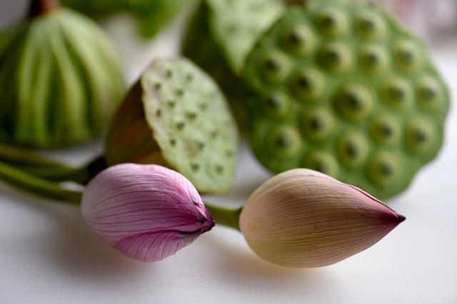 新鲜的莲子有哪些做法，这几款莲子食疗方可以常吃